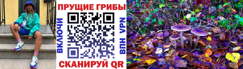 Псилоцибиновые грибы мицелий Иноземцево